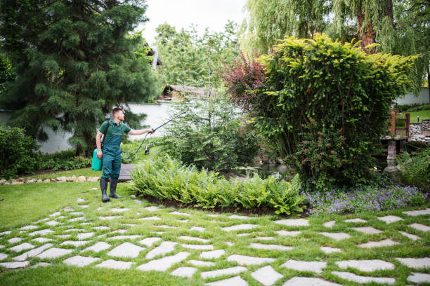 Best Ant Control Services  in Chelsea, MA