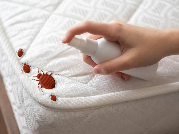 Pest Prevention Services in Chelsea, MA