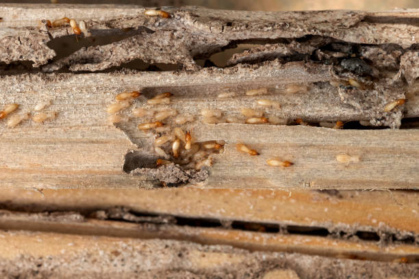 Best Termite Control Services  in Chelsea, MA