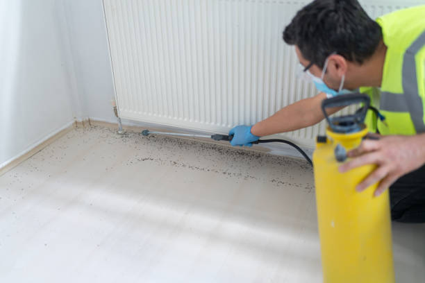Best Local Pest Control Services  in Chelsea, MA