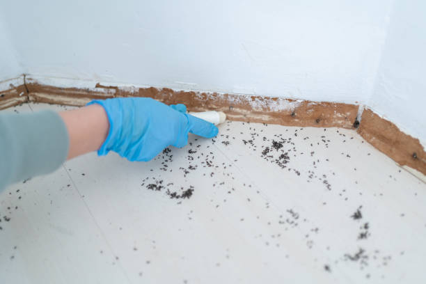 Best Pest Prevention Services  in Chelsea, MA