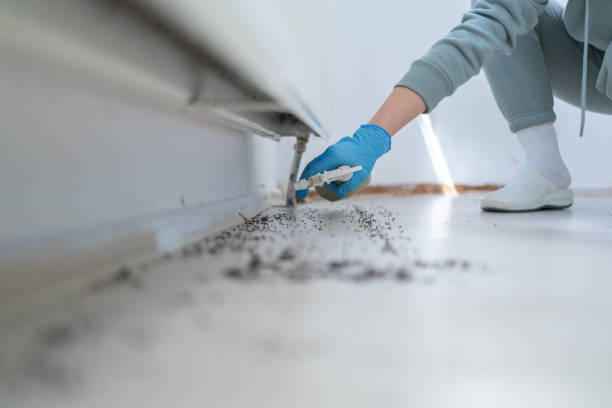 Best Rat Extermination Near Me  in Chelsea, MA